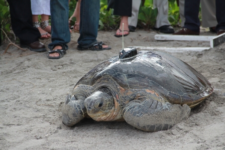 Three hundred and fifth pound Neve, the first Green sea turtle tagged by Sea Turtle conservationists on Nevis making her way back to the Caribbean Sea near the Four Seasons pier with her newly attached satellite transmitter
