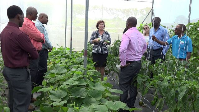 New Zealand’s High Commissioner to St. Kitts and Nevis Her Excellency Jen Henderson (middle) tours the shade house vegetable garden at the Charlestown Primary School with (l-r) Mr. Kevin Barrett, Permanent Secretary in the Ministry of Education; Mr. Steven Duggins, Food and Agriculture Organisation Contractor, Mr. Huey Sargeant, Permanent Secretary in the Ministry of Agriculture; Ms. Latoya Jeffers Charlestown Primary School Principal (partly hidden); Ms. Ruth Delaney, Deputy High Commissioner; Mr. Augustine Merchant, Coordinator of the Inter-American Institute for Cooperation on Agriculture in St. Kitts and Nevis; Mr. Walcott James, Chief Extension Officer in the Department of Agriculture and Mr. Randy Elliott, Director of Agriculture (middle) on June 05, 2018